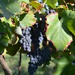 Podere Delle Rose