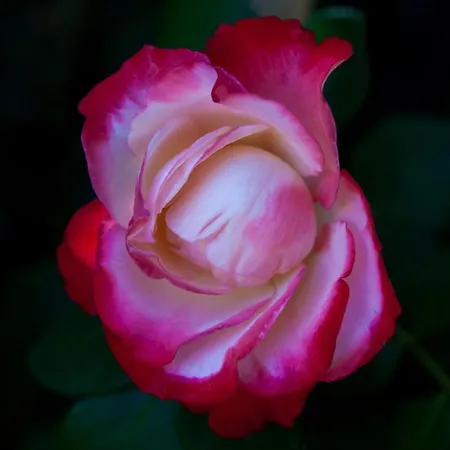 Podere Delle Rose * Torre San Severo