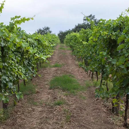 Farm stay Podere Delle Rose