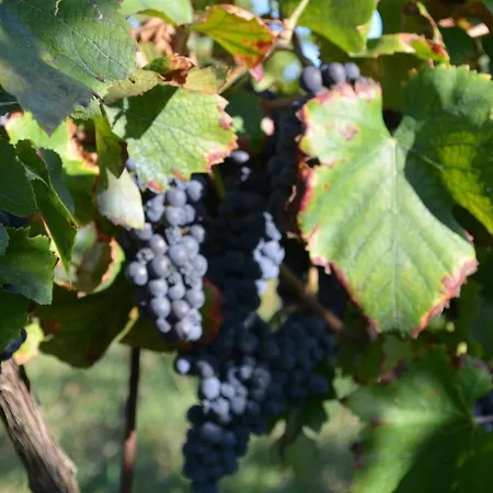 Podere Delle Rose