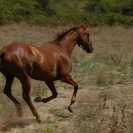 Agroturismo Podere Delle Rose *