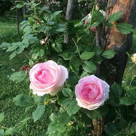 Vakantieboerderij Podere Delle Rose *