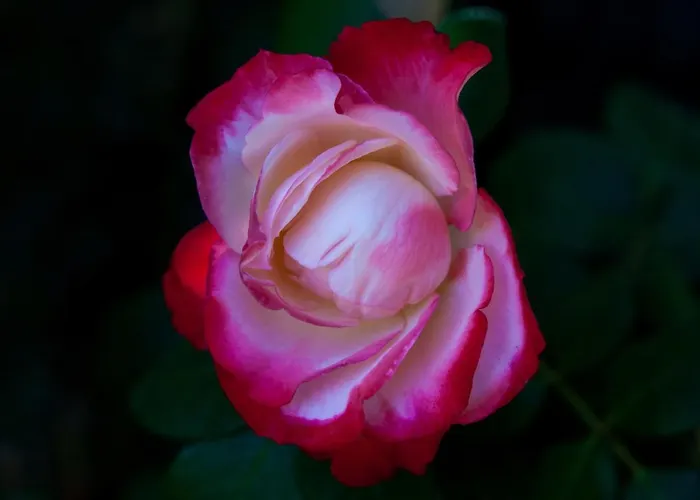 Podere Delle Rose * Torre San Severo