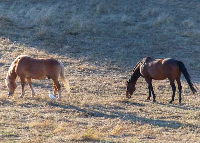 팜스테이 Podere Delle Rose Torre San Severo