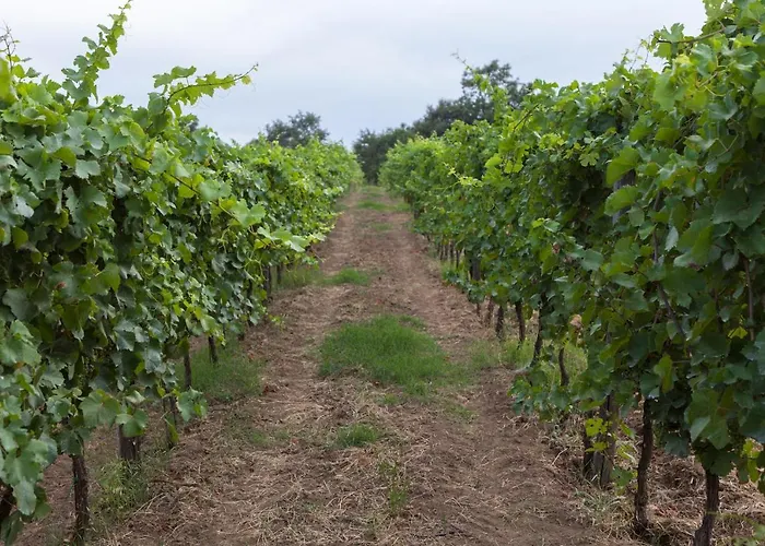 팜스테이 Podere Delle Rose