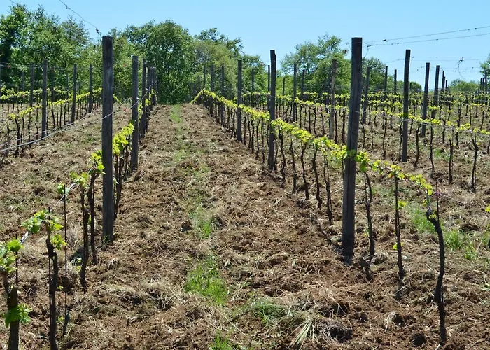 Podere Delle Rose * Torre San Severo